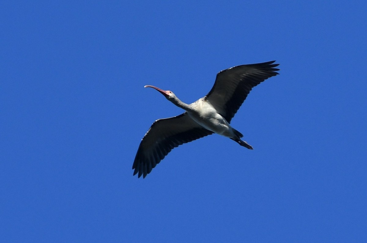 Ібіс білий - ML646753059