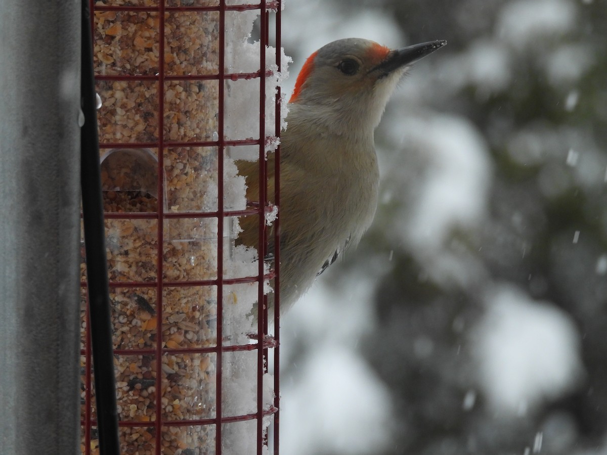 Carpintero de Carolina - ML646753060
