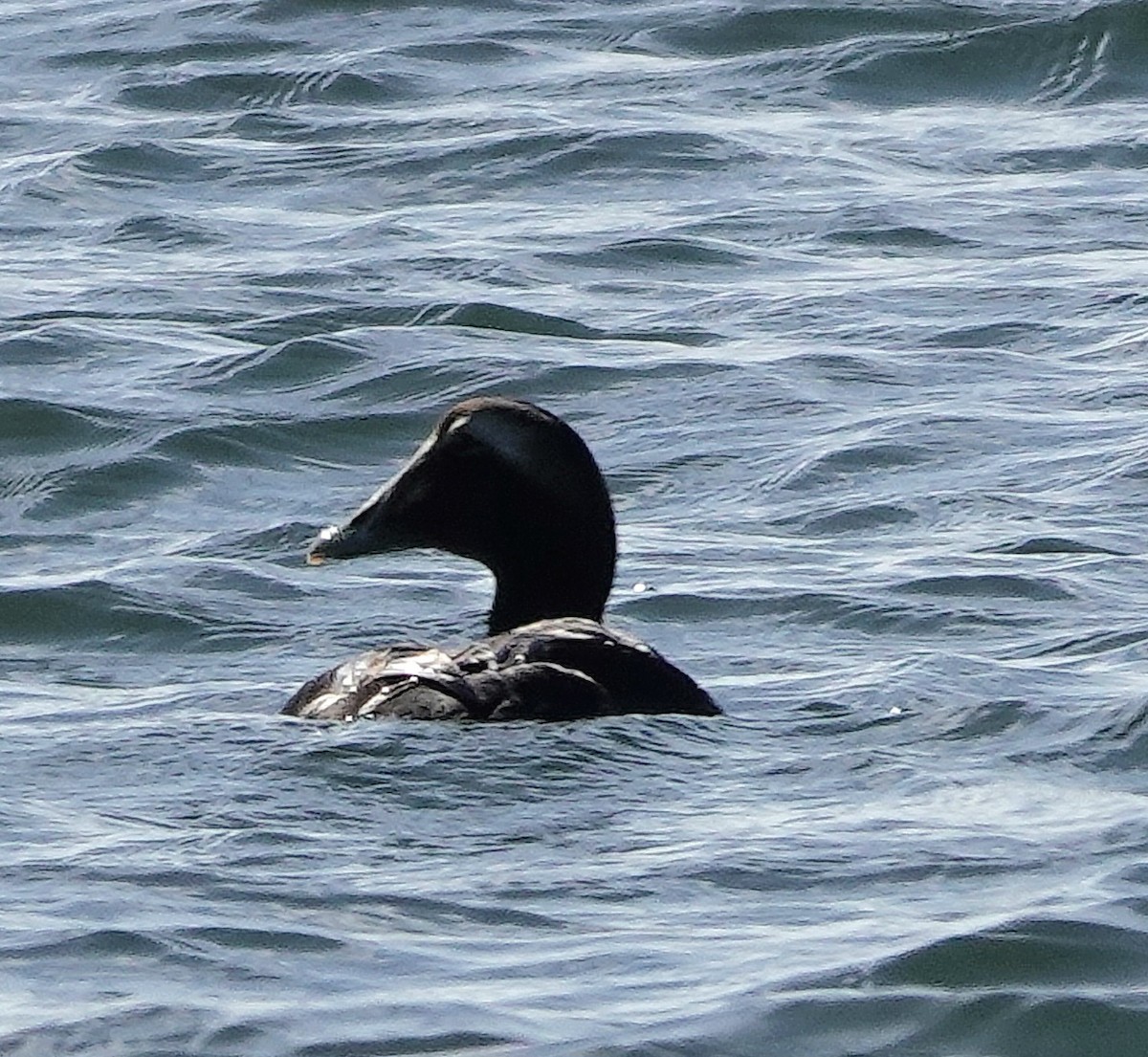 Eiderente - ML646753061