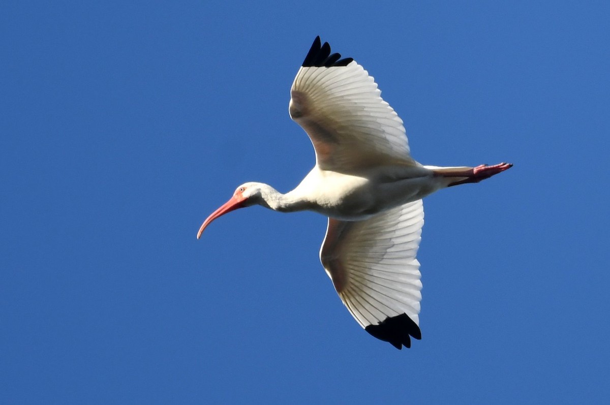 Ібіс білий - ML646753062