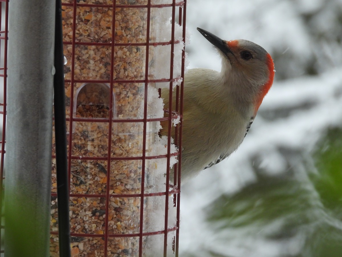 Carpintero de Carolina - ML646753063