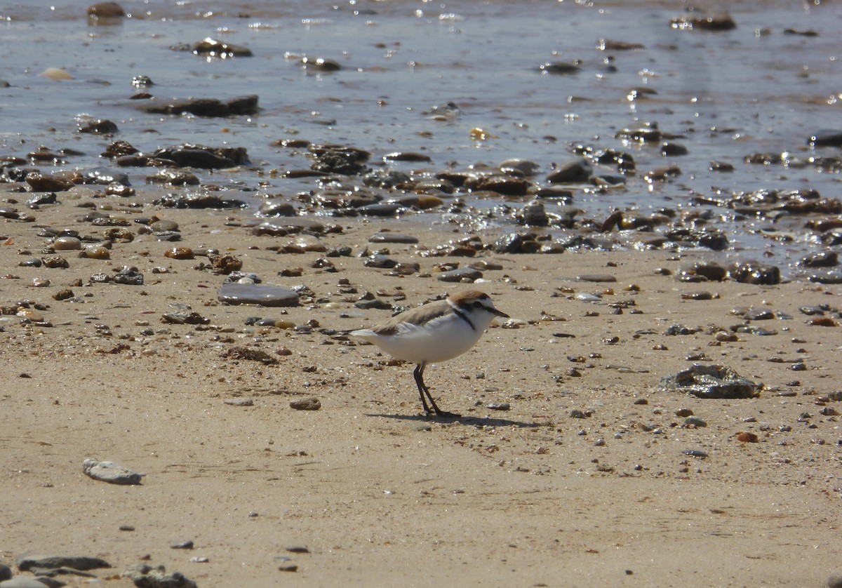 シロチドリ - ML646753064