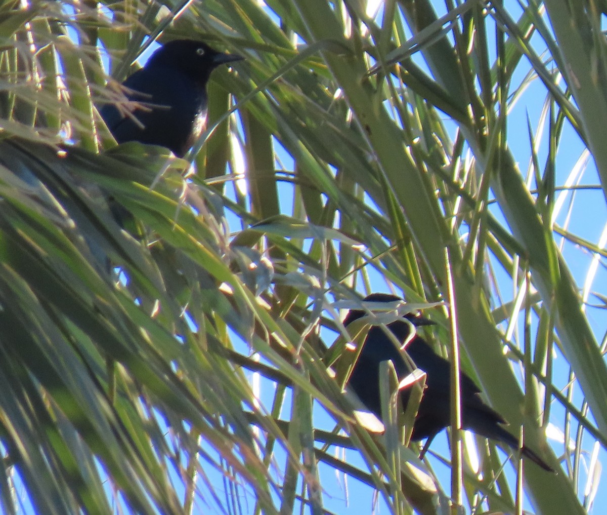 Zanate de Brewer - ML646753067