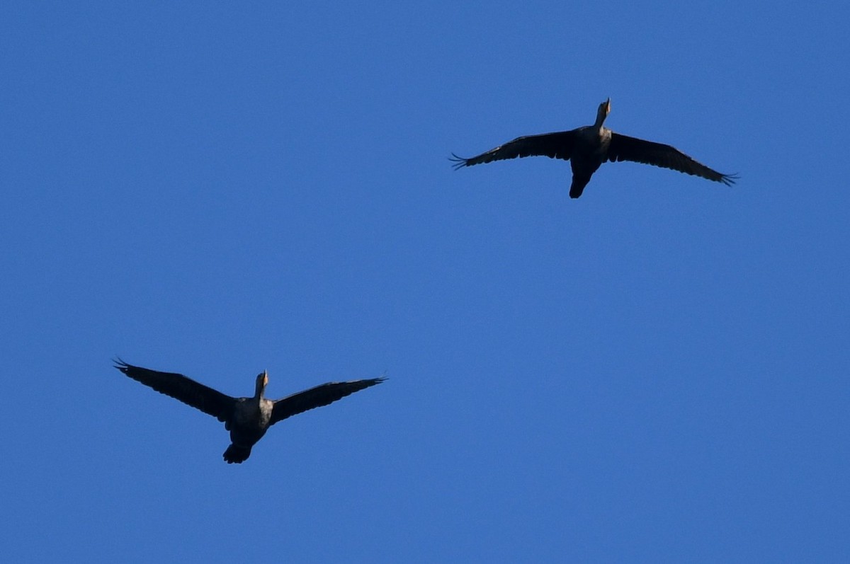 totoppskarv - ML646753068