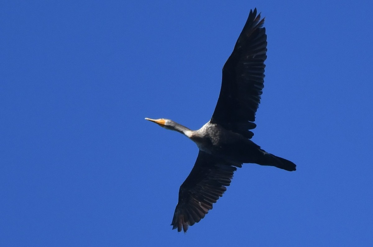 totoppskarv - ML646753069