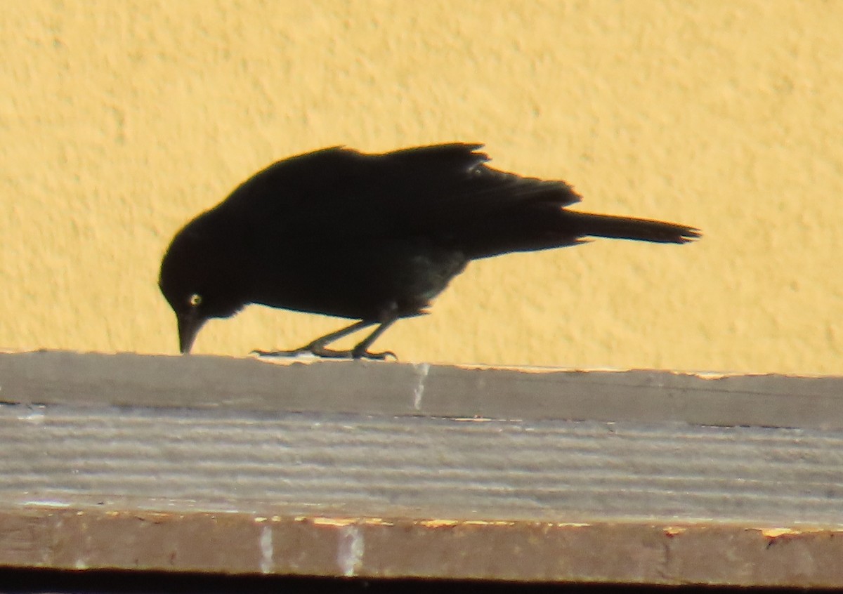 Zanate de Brewer - ML646753070