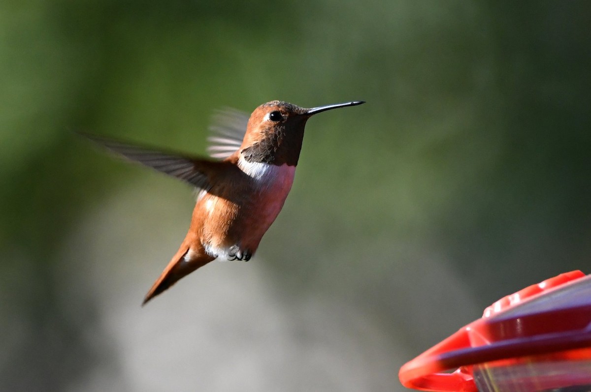 Колібрі-крихітка вогнистий - ML646753071