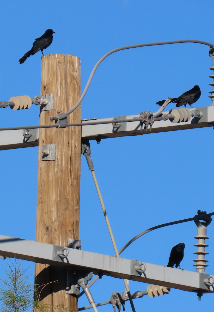 Zanate Mexicano - ML646753072