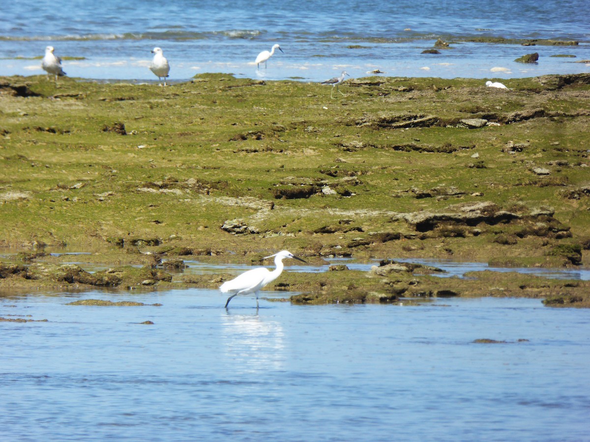 コサギ - ML646753073