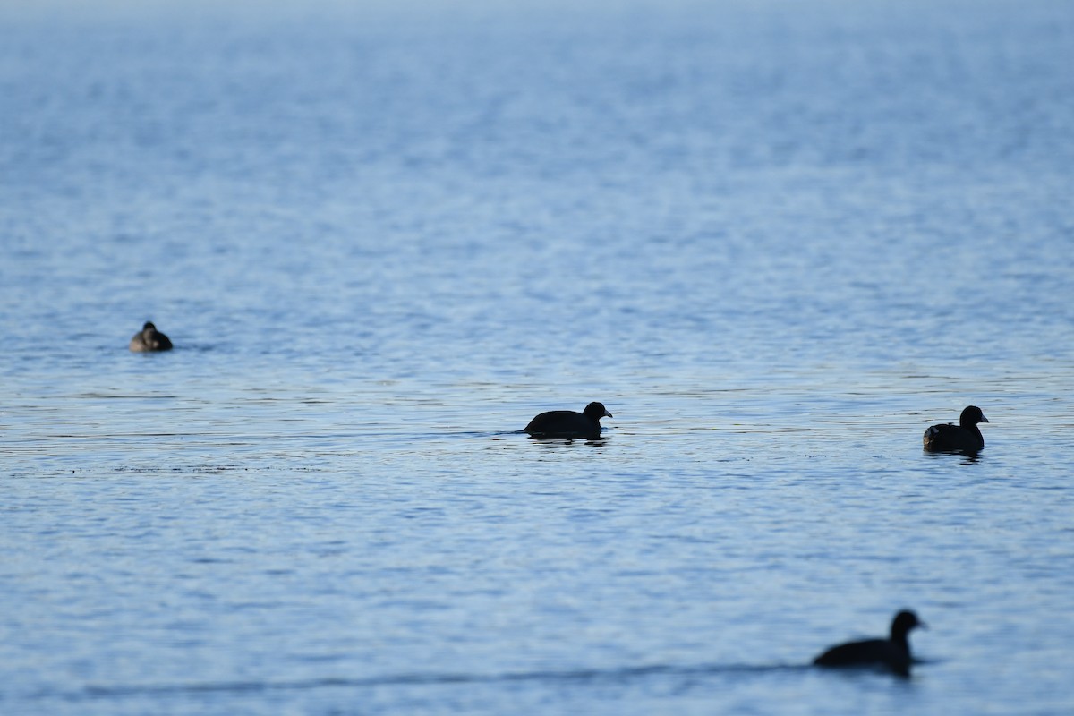 Kopetazuri amerikarra - ML646753075