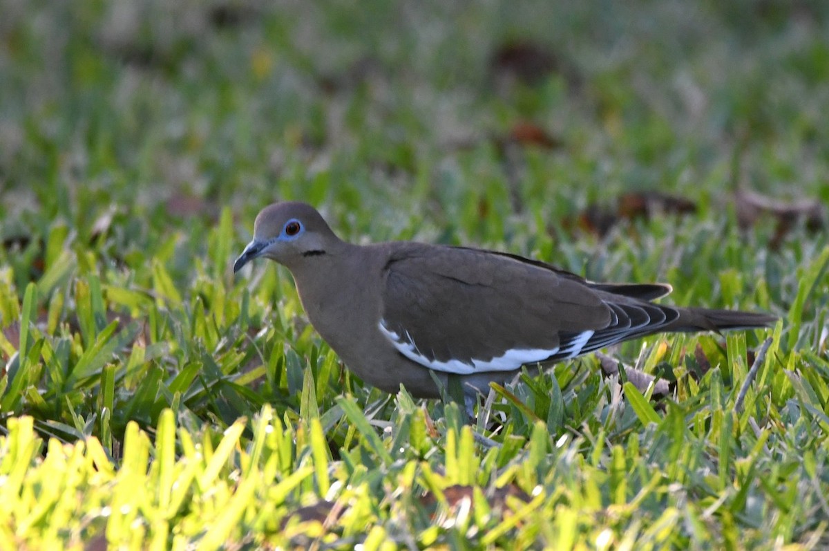 Зенаїда білокрила - ML646753076