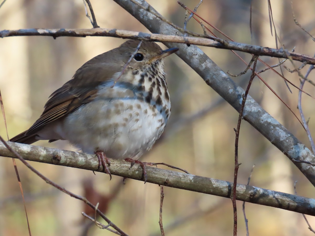 Hermit Thrush - ML646753077