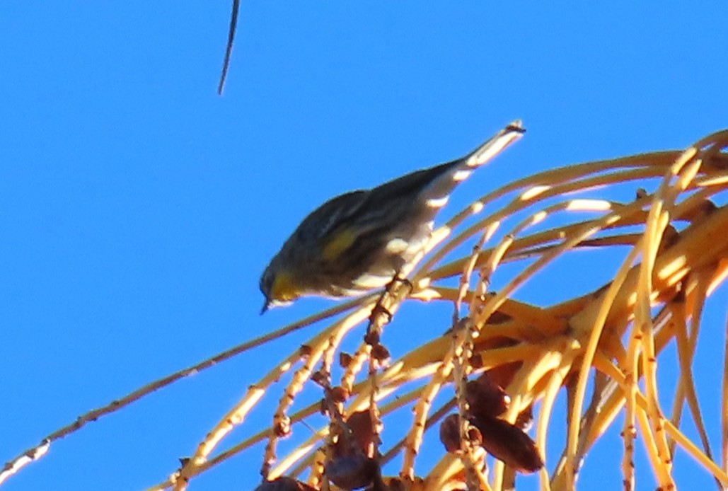 Reinita Coronada (de Audubon) - ML646753080
