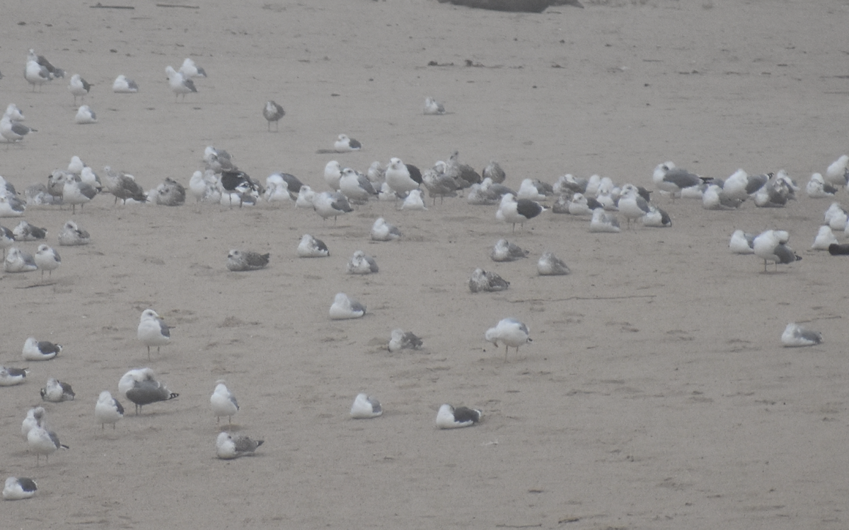 Great Black-backed Gull - ML646753083