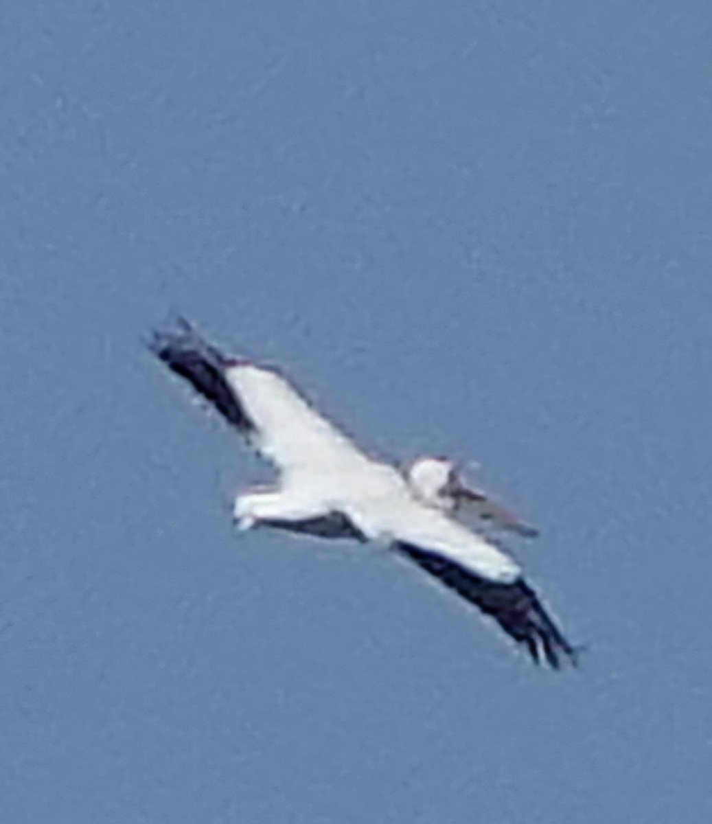 American White Pelican - ML646753088