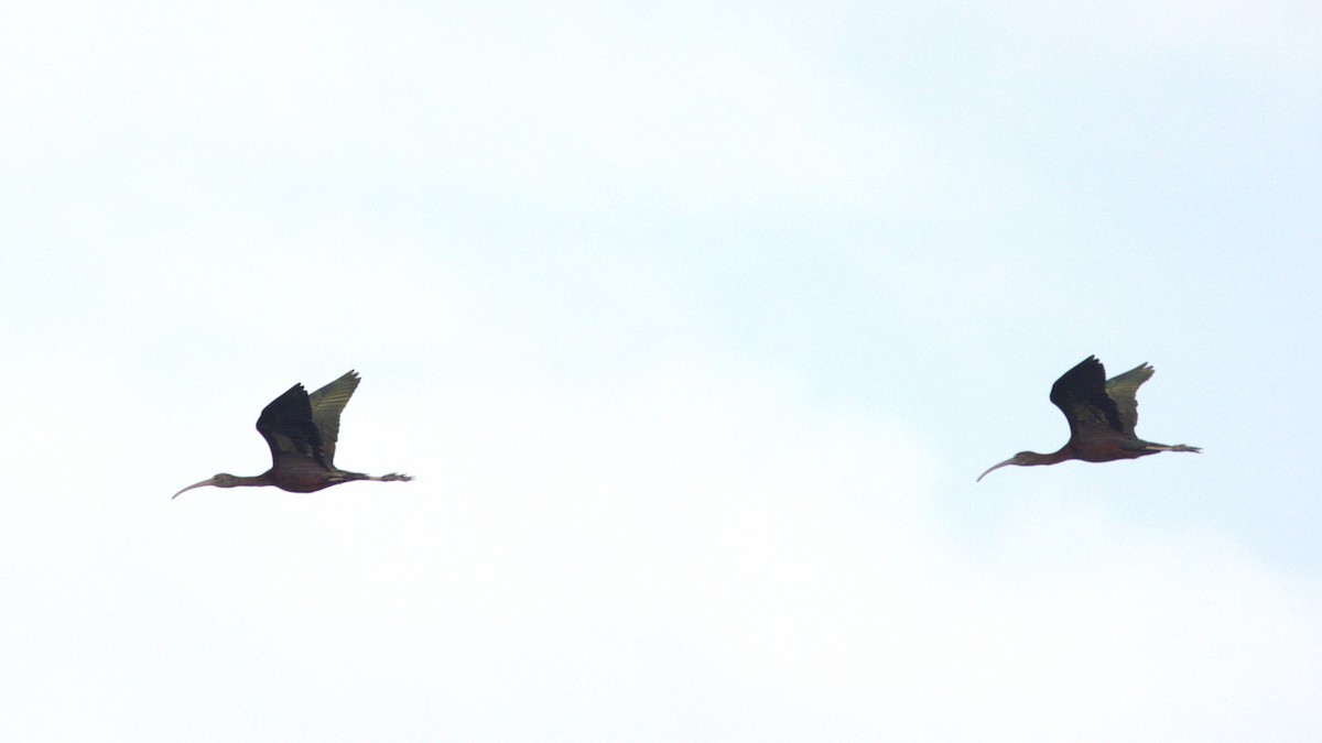 Glossy Ibis - ML646753089