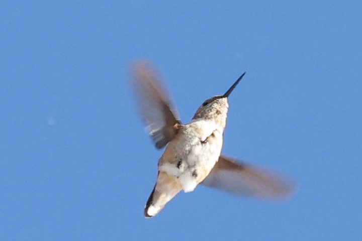 Rufous Hummingbird - ML646753091