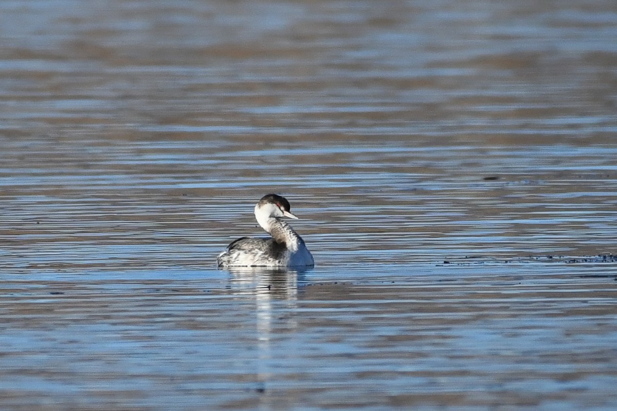 Txilinporta urrebelarria - ML646753092