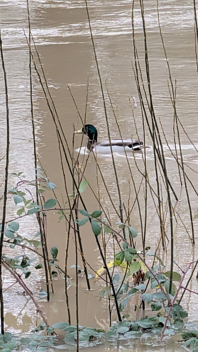 Mallard - ML646753093