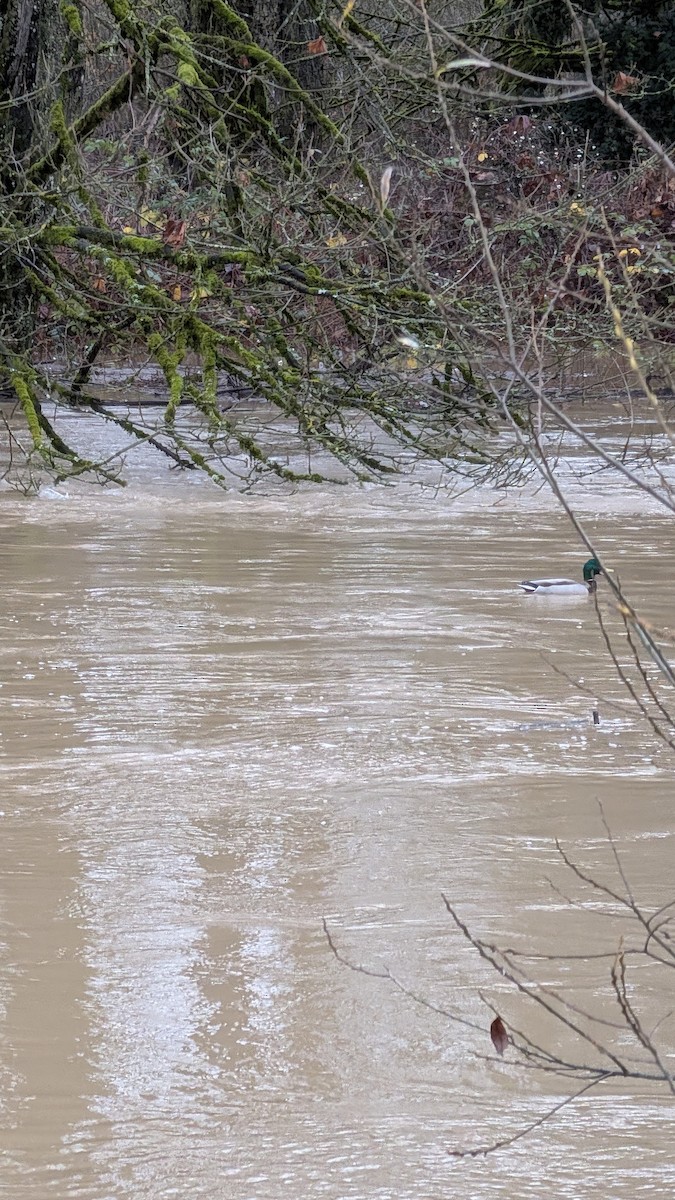 Mallard - ML646753094