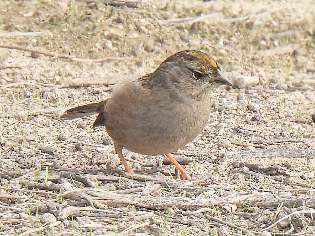 Chingolo Coronidorado - ML646753095