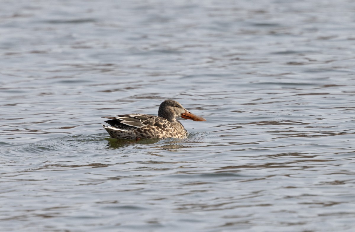 Халбага нугас - ML646753096