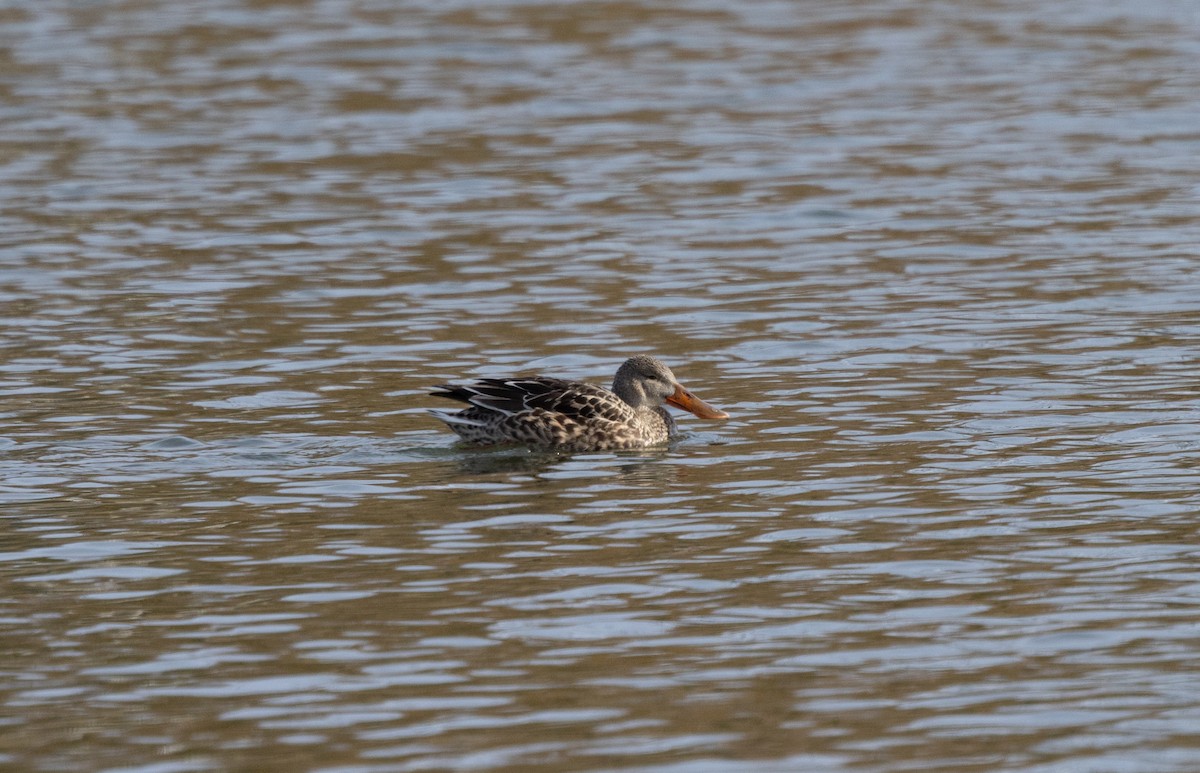 Халбага нугас - ML646753097