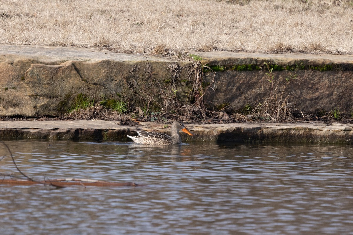 Халбага нугас - ML646753098