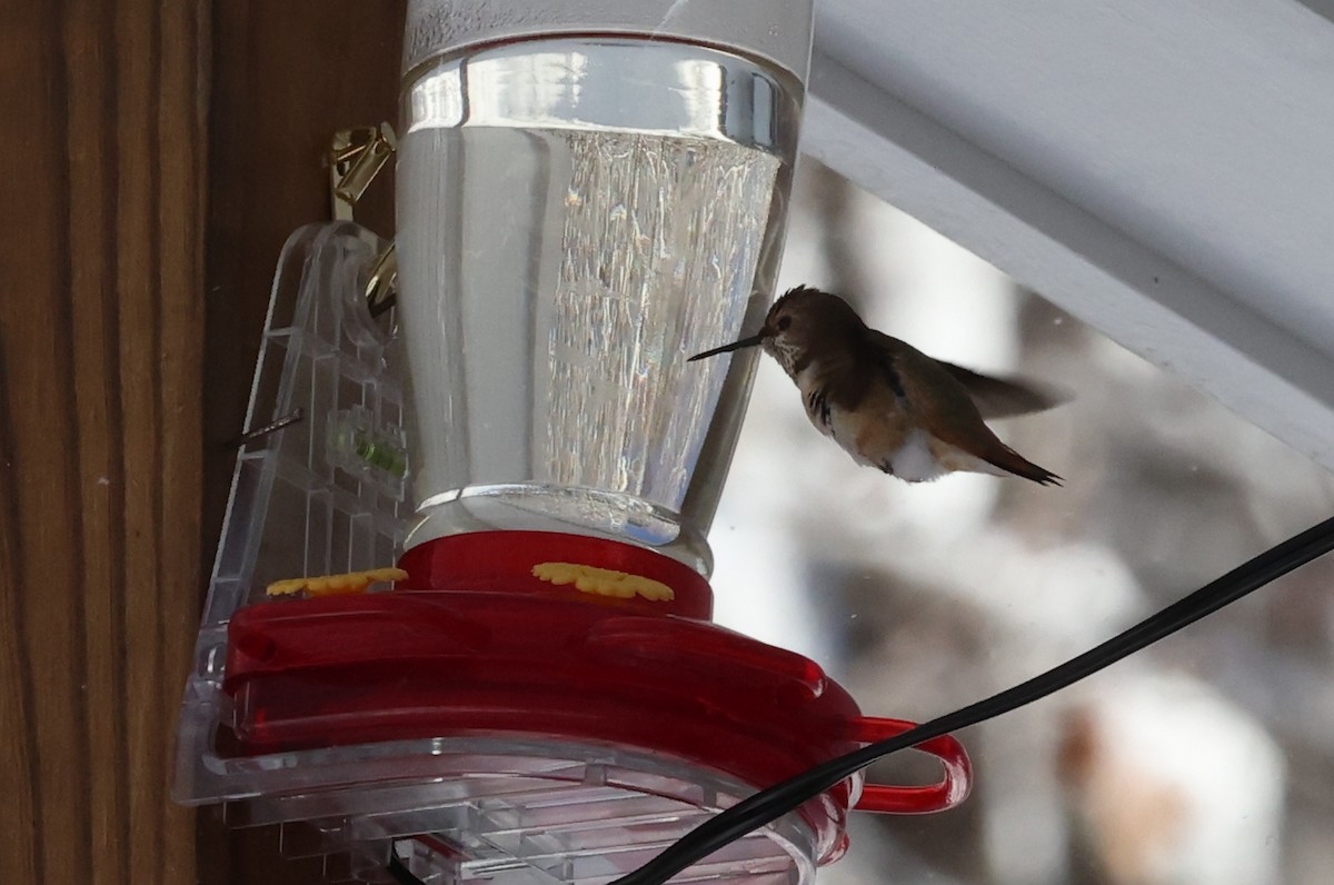 Rufous Hummingbird - ML646753100