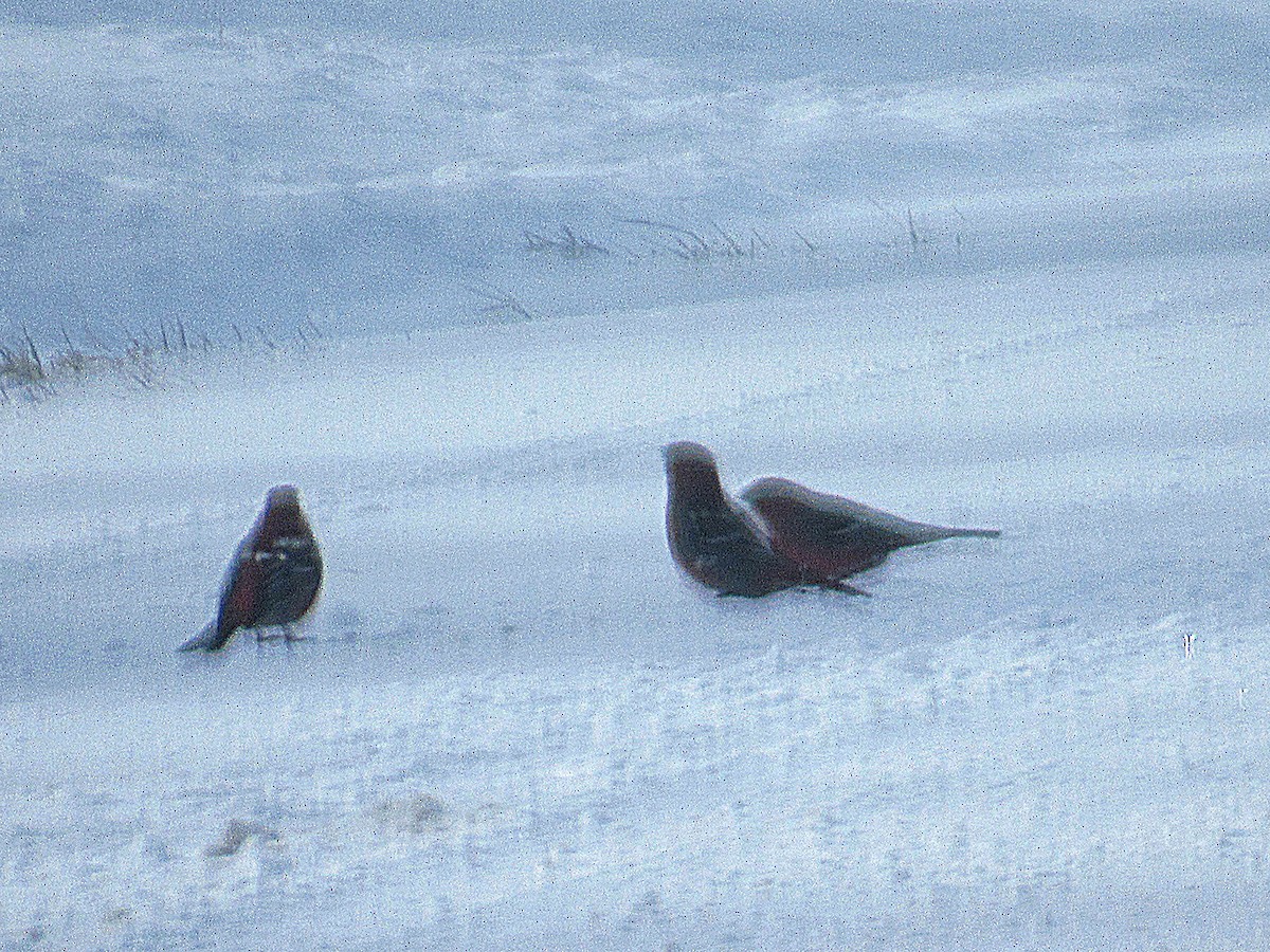 Pine Grosbeak - ML646753102
