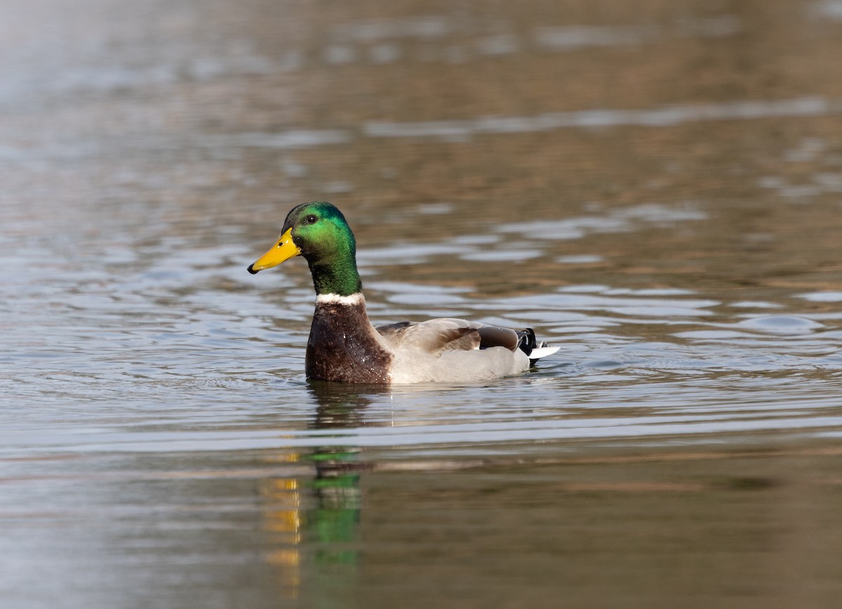 Тэжээмэл нугас - ML646753105