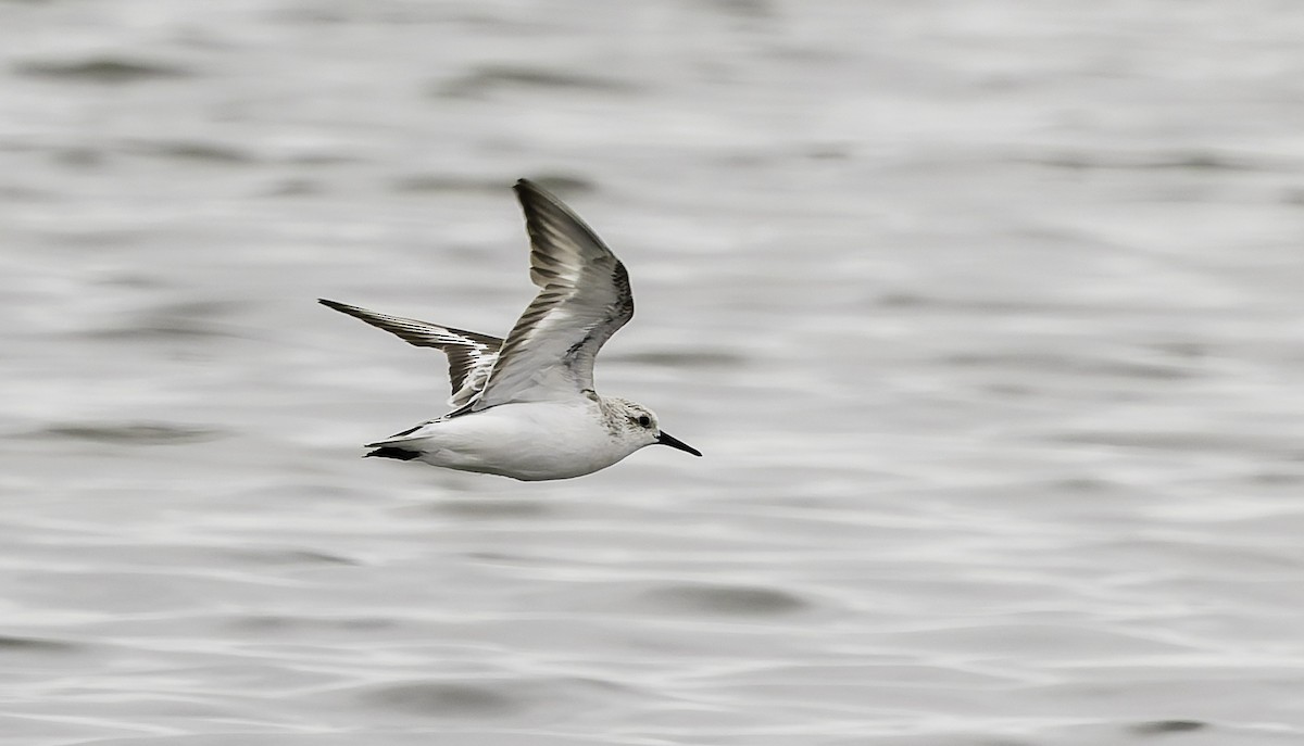 Sanderling - ML646753111