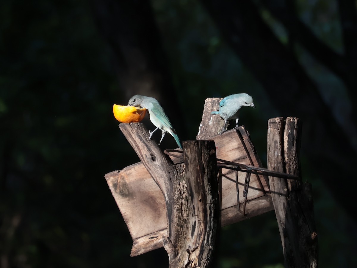 Sayaca Tanager - ML646753113