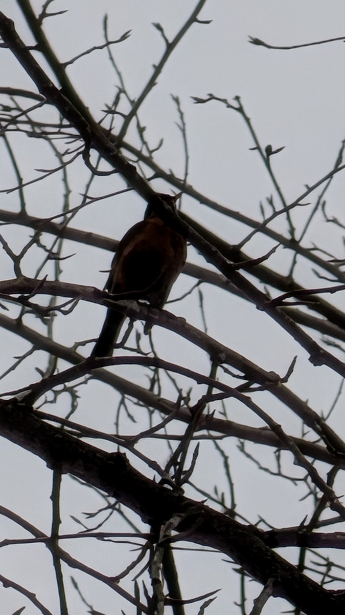 American Robin - ML646753114