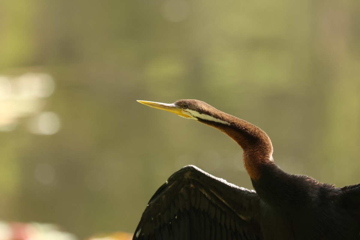 Australasian Darter - ML646753115