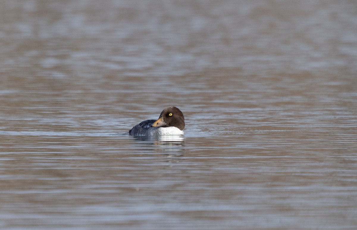 Алаг шунгаач - ML646753122
