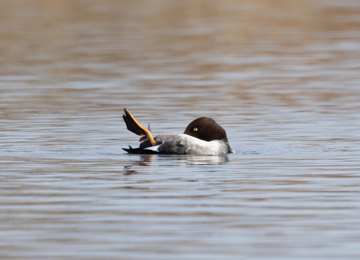 Алаг шунгаач - ML646753123
