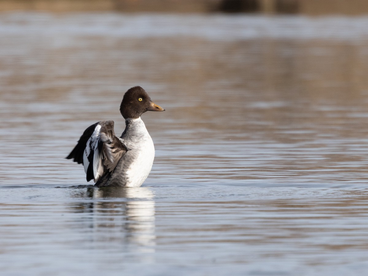 Алаг шунгаач - ML646753124