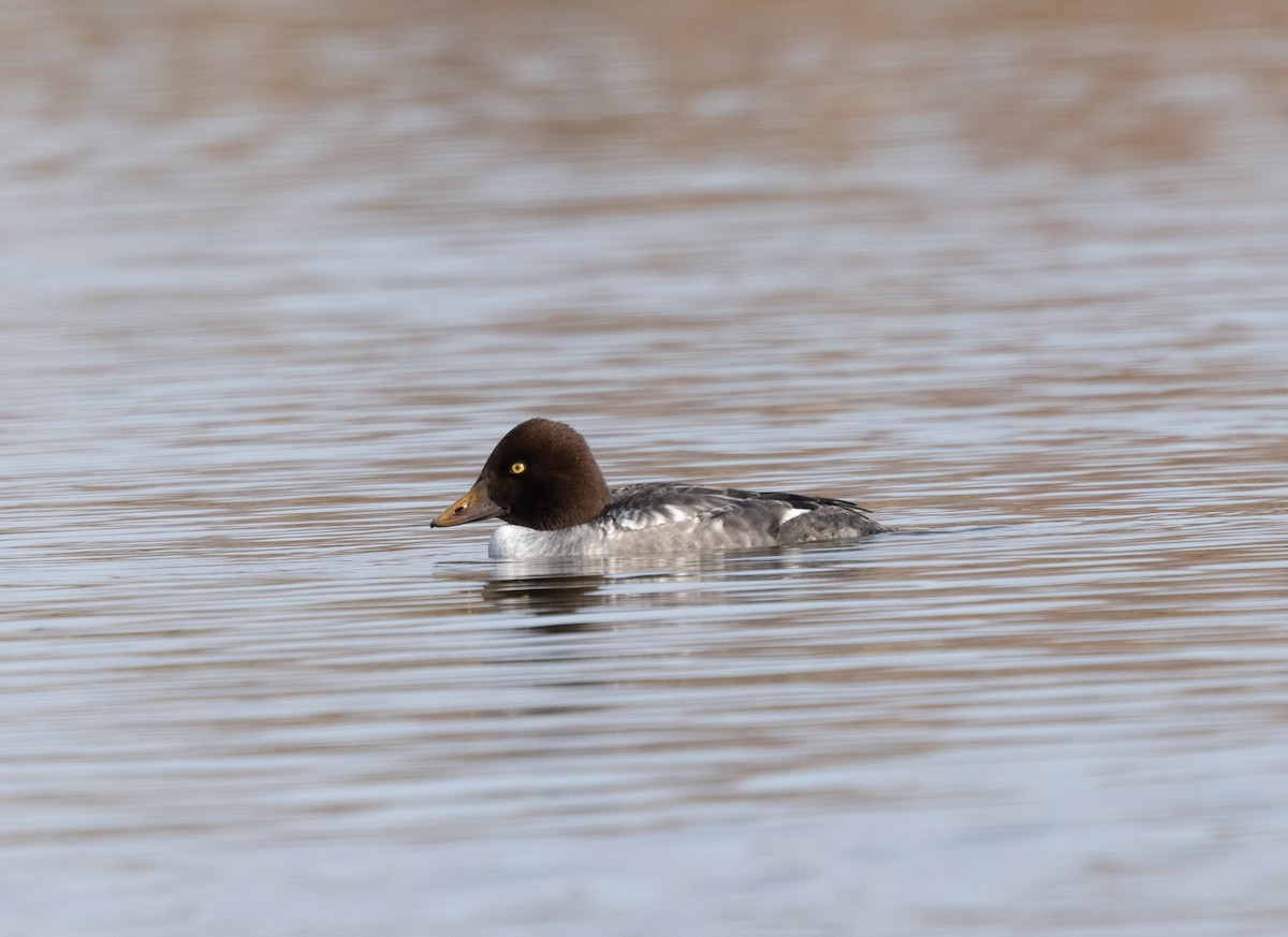 Алаг шунгаач - ML646753125