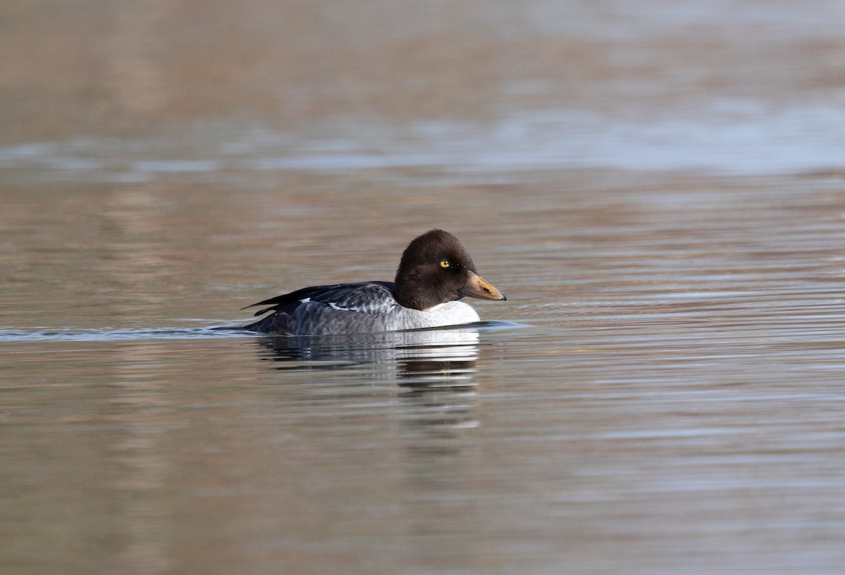 Алаг шунгаач - ML646753126