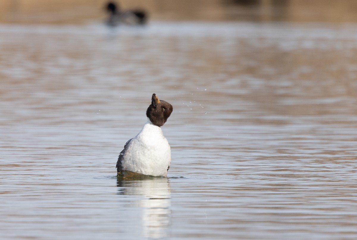 Алаг шунгаач - ML646753127