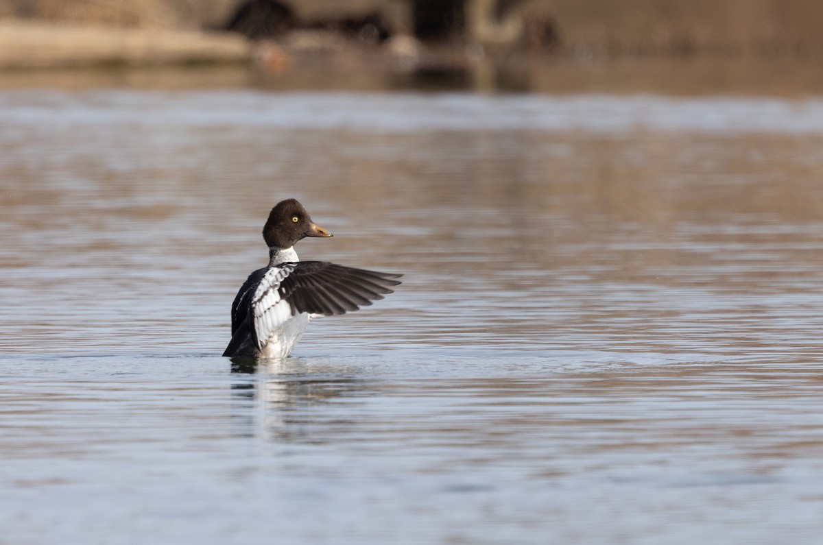 Алаг шунгаач - ML646753128