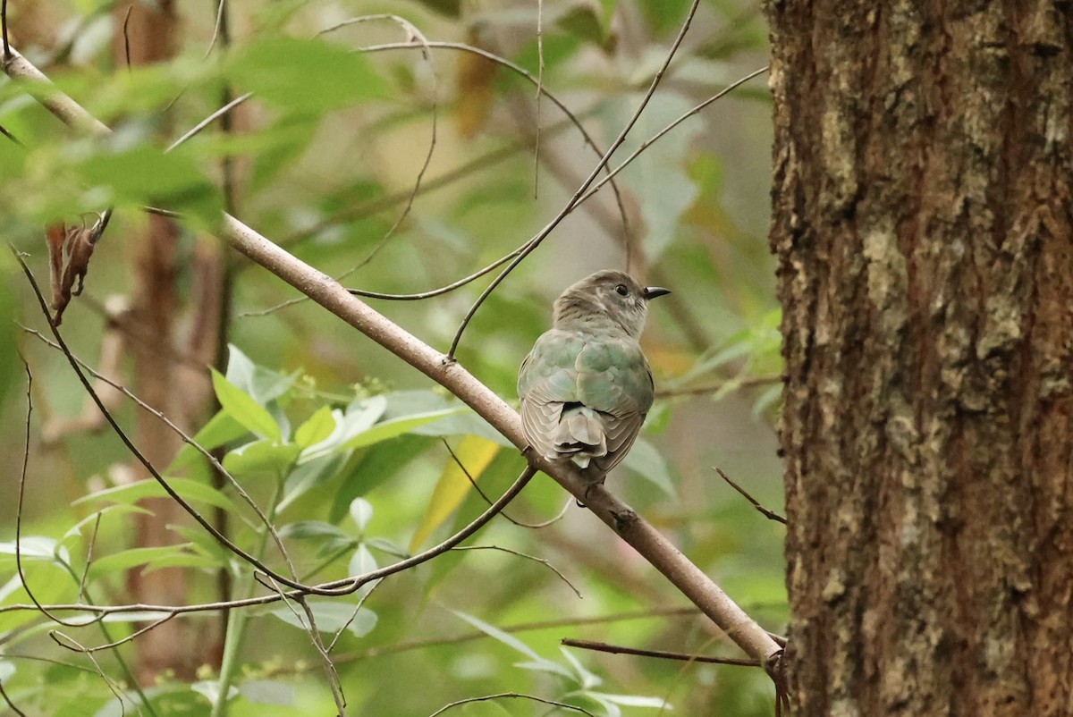 Shining Bronze-Cuckoo - ML646753129