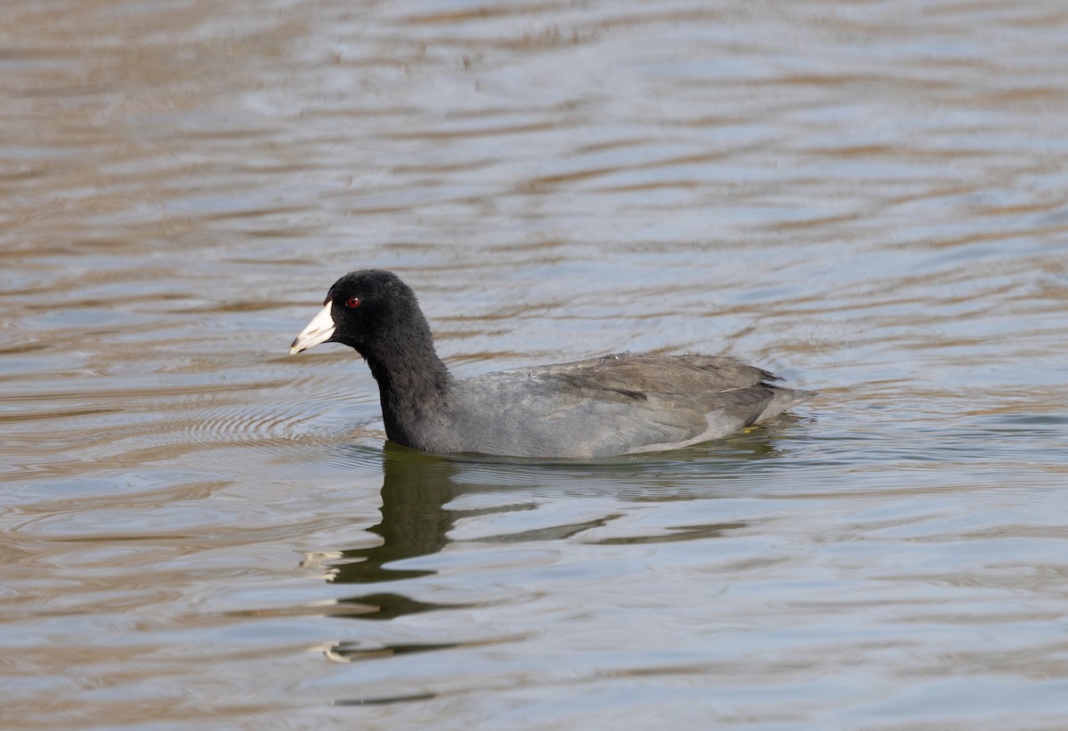 American Coot - ML646753133