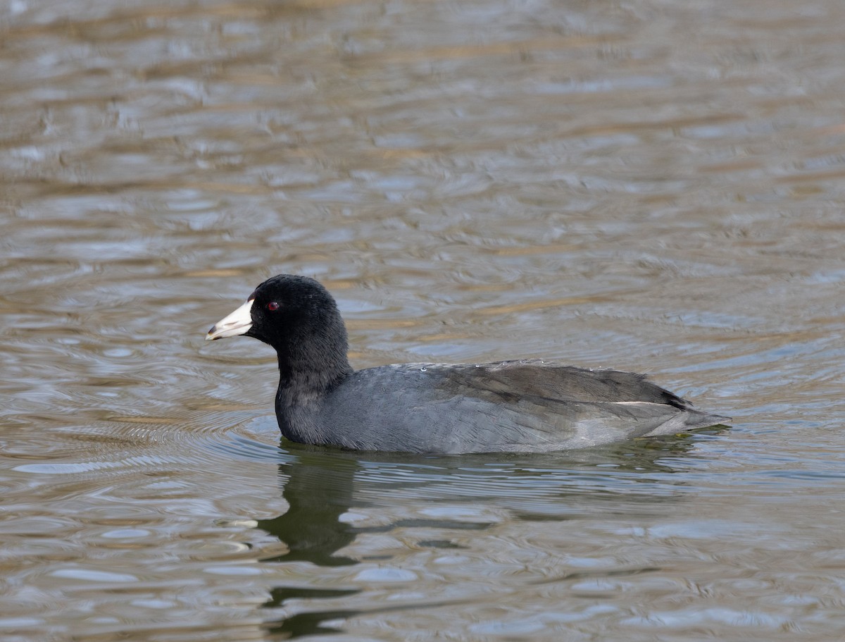 American Coot - ML646753134