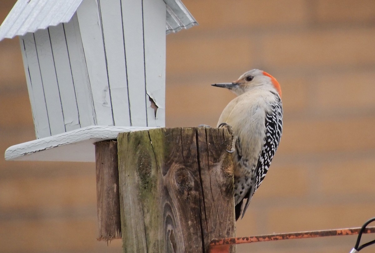 Red-bellied Woodpecker - ML646753135