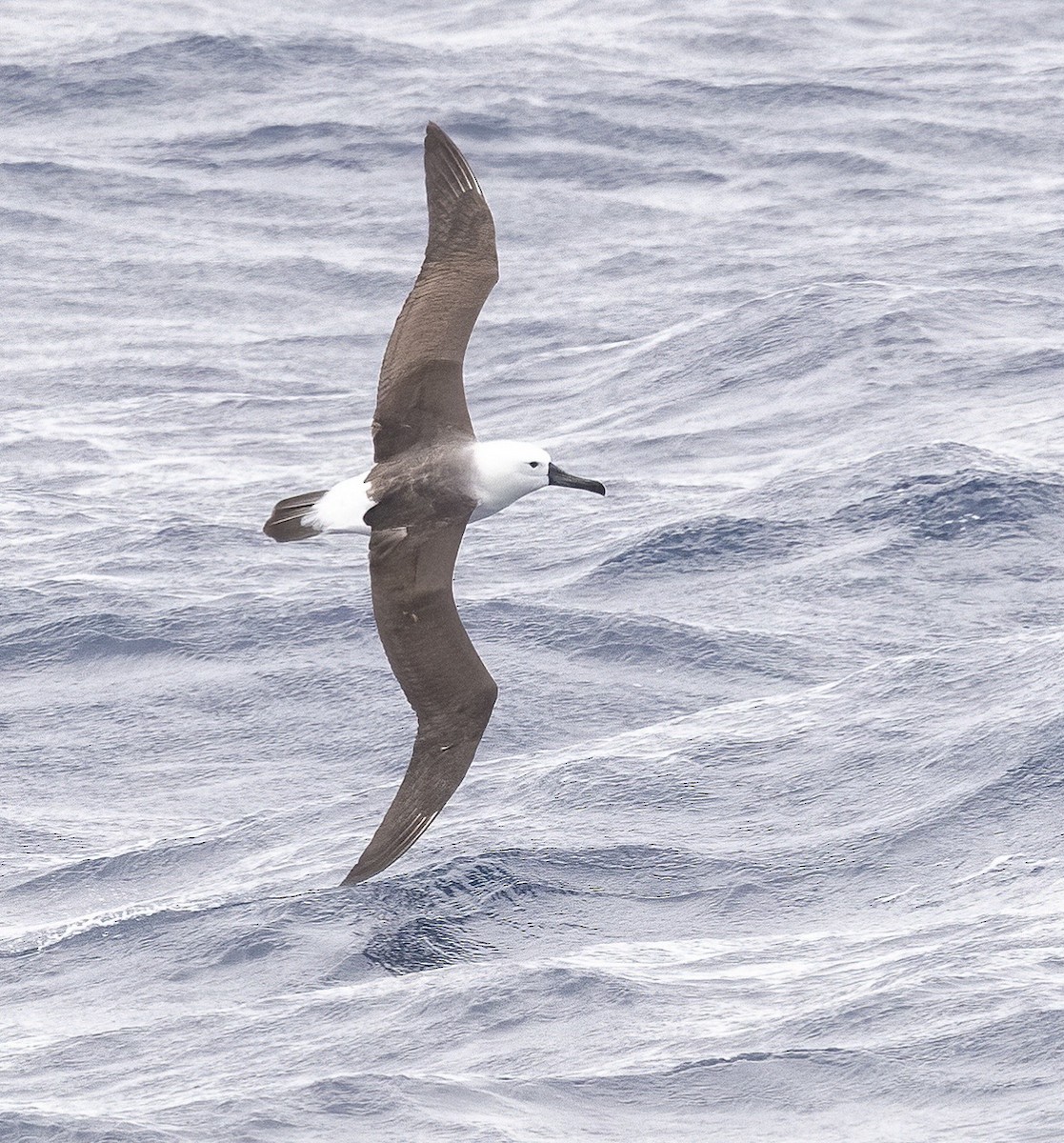 Indian Yellow-nosed Albatross - ML646753138