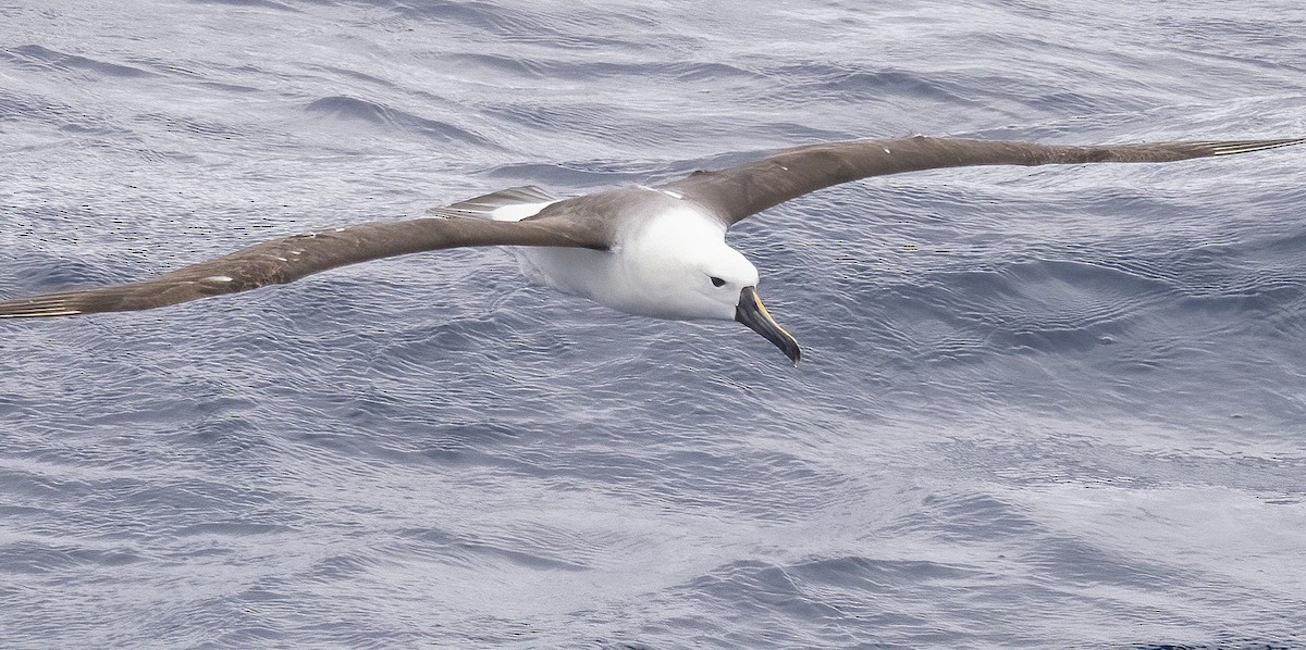 Indian Yellow-nosed Albatross - ML646753139