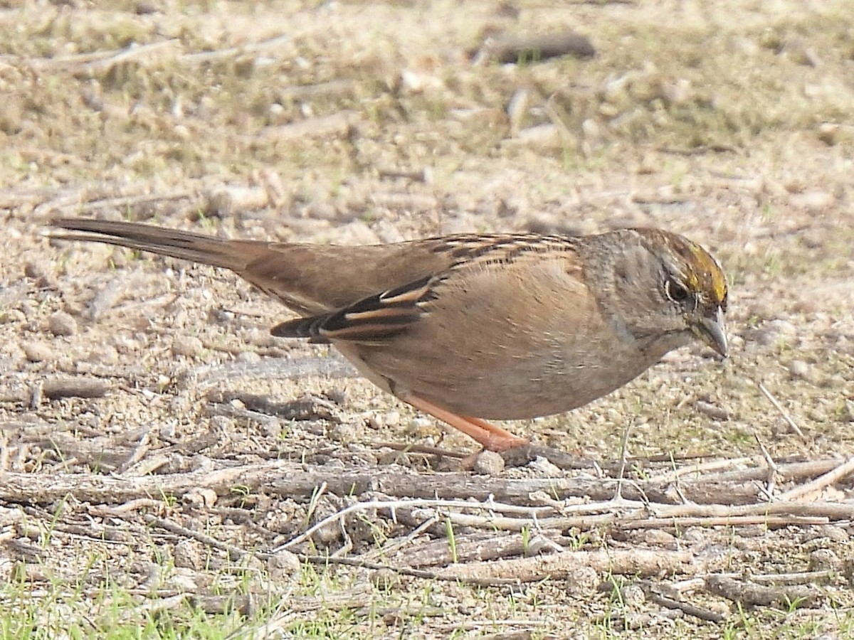 Golden-crowned Sparrow - ML646753140