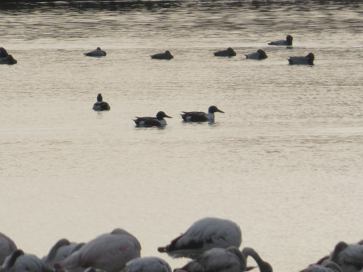 Ahate mokozabal zuria - ML646753141